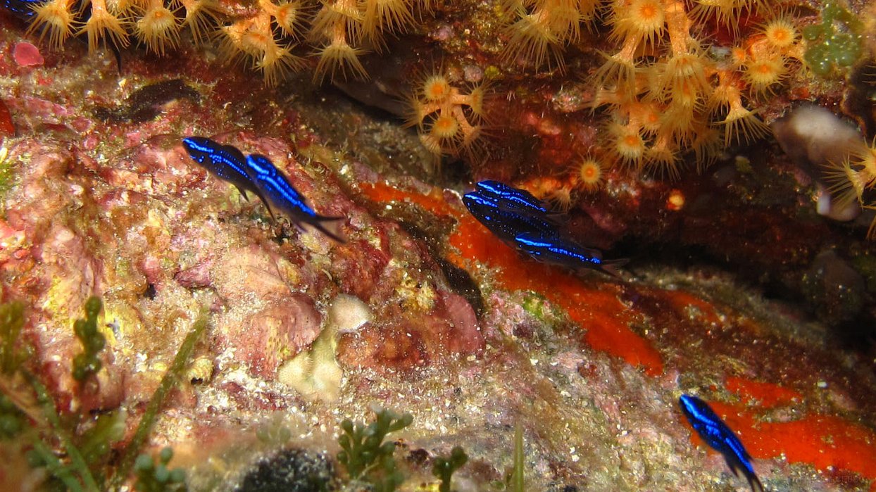131 Castagnole juvénile (Chromis chromis).JPG - Castagnole (Chromis chromis) : jeune, caractérisé par une coloration bleue électrique